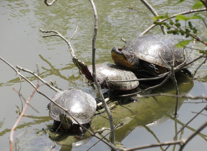 Blanding's Turtle